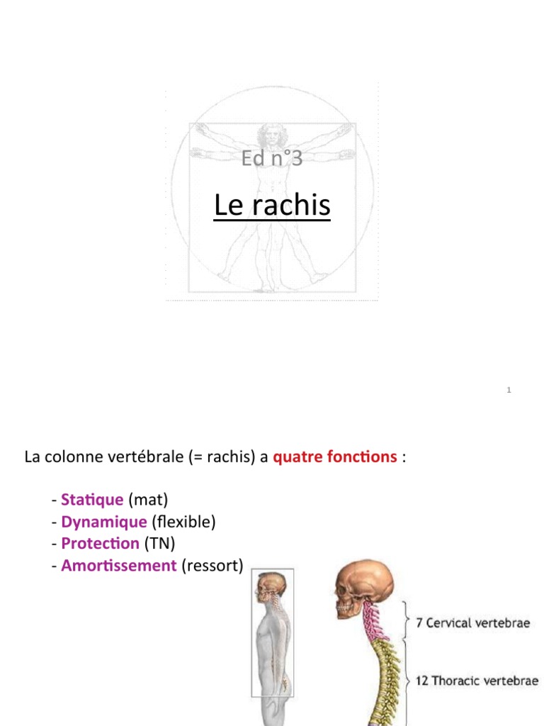 Anatomie et fonctions du rachis humain | PDF | Vertèbre | Colonne ...