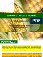 Budidaya Tanaman Jagung