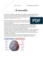 Il Cervello