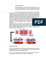 Mecanismo de La Contraccion Muscular Resumen