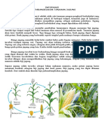 Informasi Tumbuhan Jagung