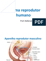 Sistema Reprodutor e Embriologia Humana