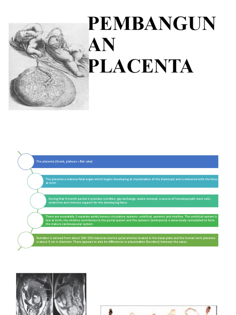 Understanding Human Placenta Development | PDF | Placenta | Fetus