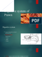 Digestive System of Prawn