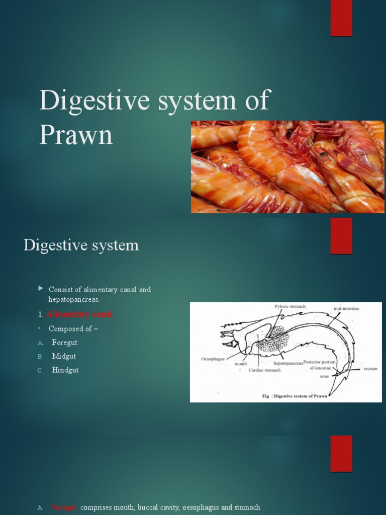 Prawn Digestive System Overview | PDF | Digestion | Stomach