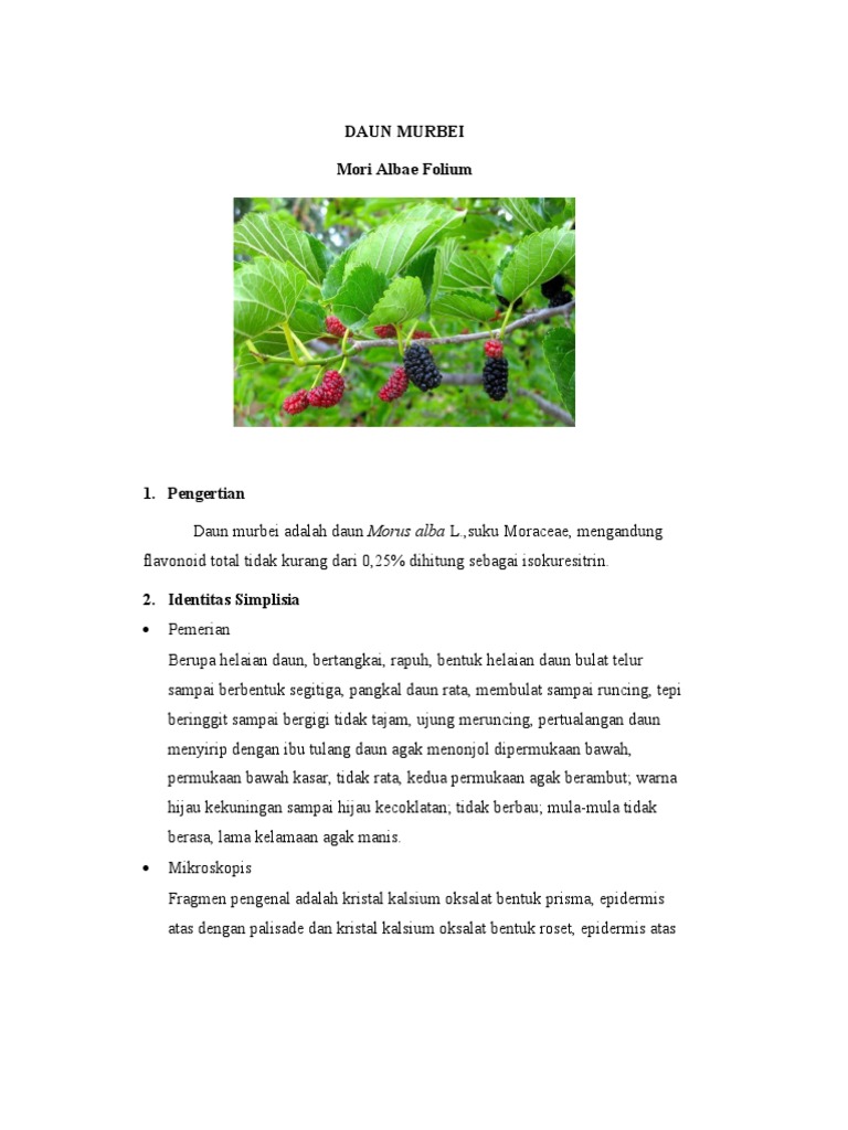 7 Manfaat Daun Murbei: Jaga Jantung, Lindungi Hati dan Ginjal