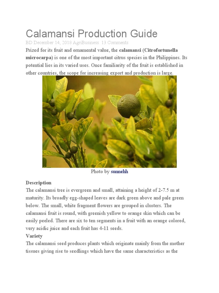 Calamansi Production Guide PDF Grafting Trees