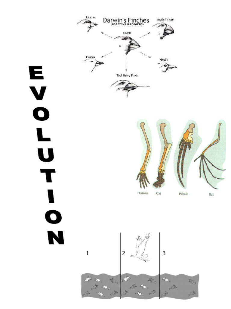 Completed Evolution Packet 2017-2018 | PDF | Natural Selection | Evolution