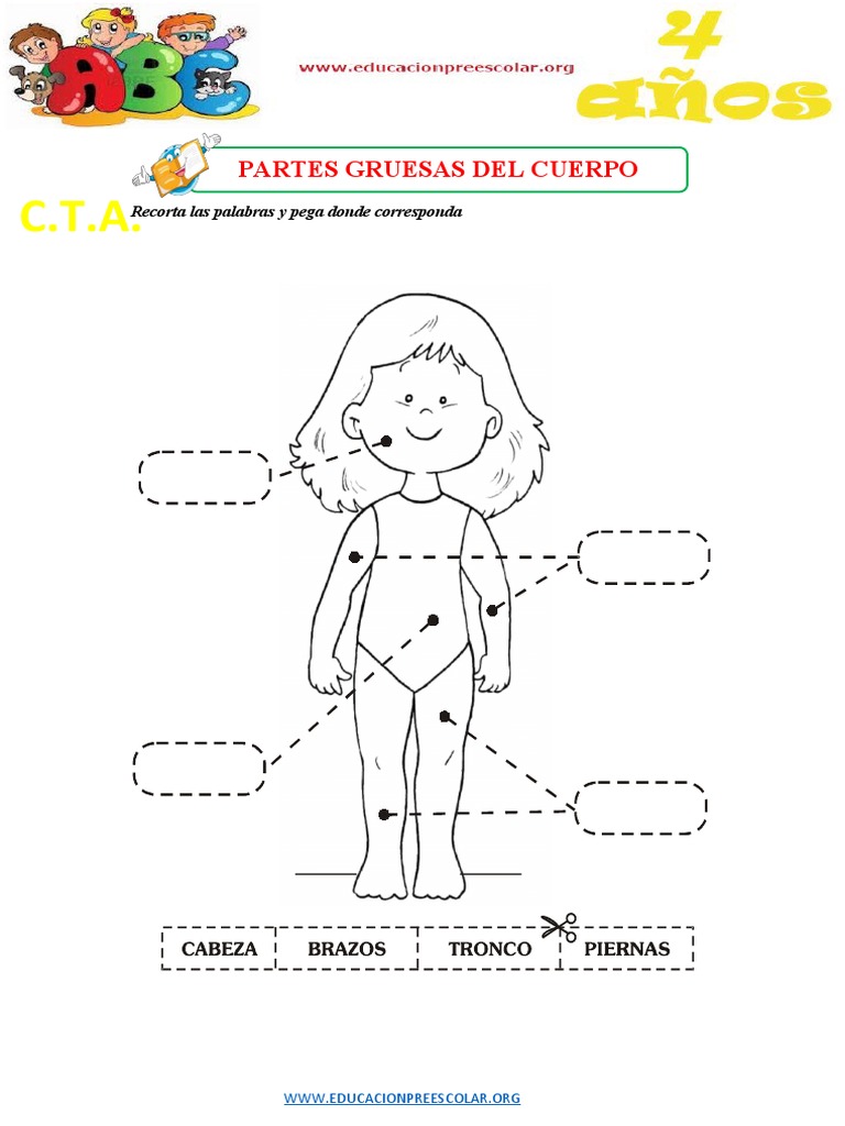 Fichas Partes Gruesas Del Cuerpo Humano para Niños de 4 Años | PDF, image size:768x1024