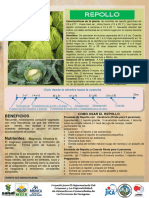 Infografia Sobre El Culivo de La Col