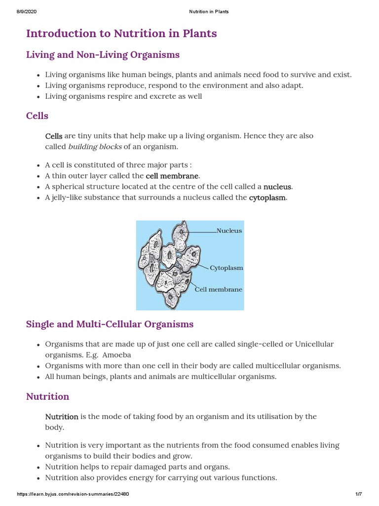 Nutrition in Plants Notes | PDF | Plants | Photosynthesis