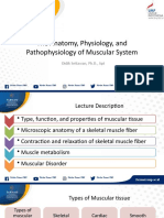 The Anatomy, Physiology, and Pathophysiology of Muscular System