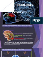 neurofisiología