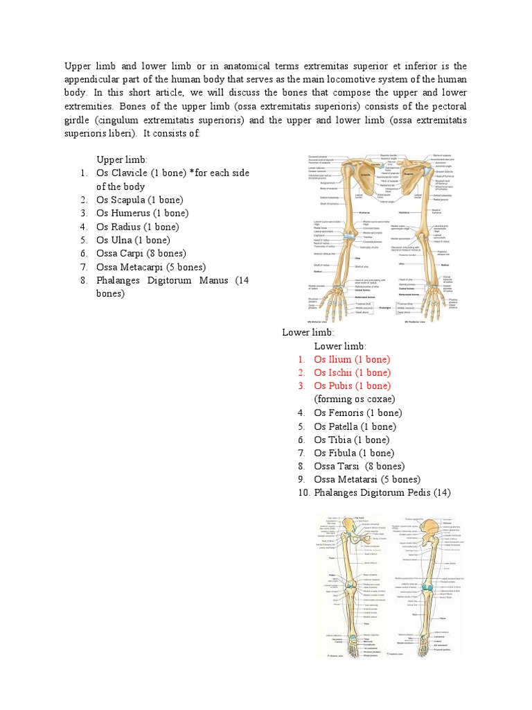 Upper Limb and Lower Limb Differences | PDF | Human Leg | Anatomy