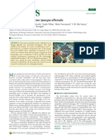 Bioactive Terpenes From Spongia Officinalis