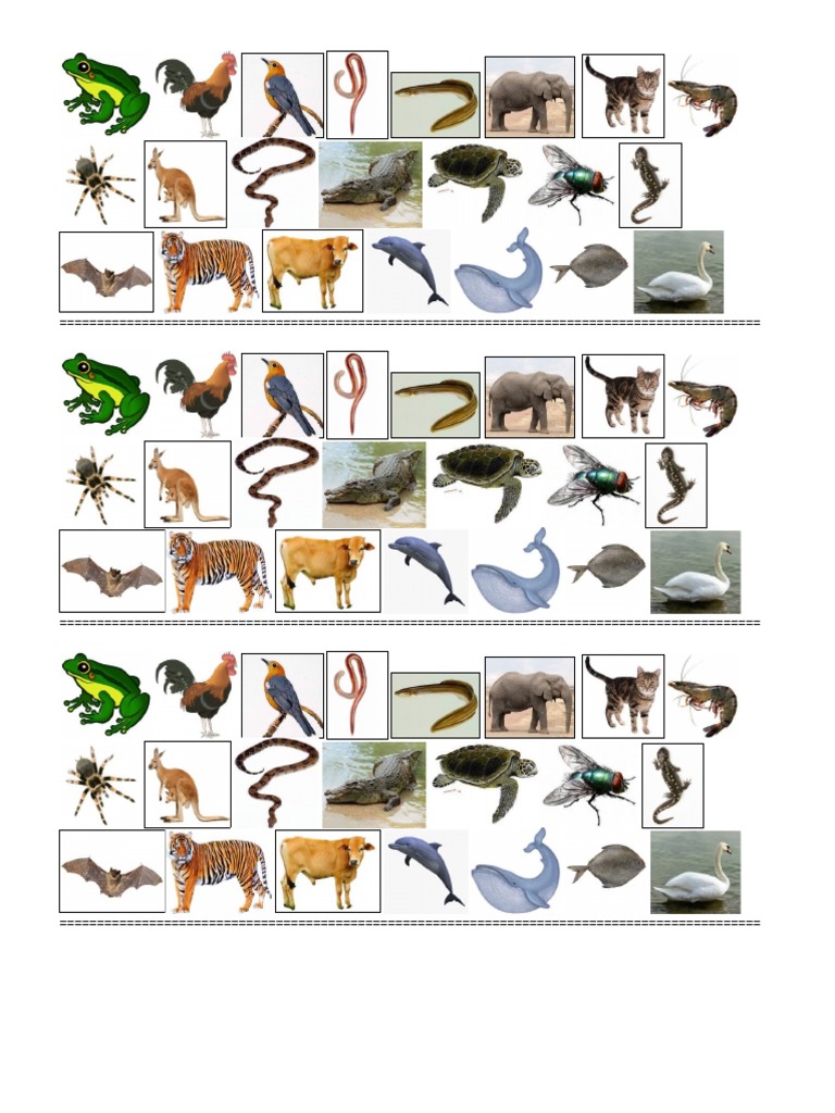 Gambar Haiwan Vertebrata Dan Invertebrata Pdf