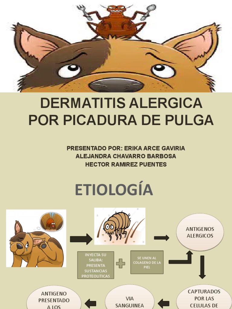 Dermatitis Alergica Por Picadura de Pulga | PDF | Alergia | Inmunología