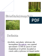 Briofitele (Muşchii)