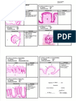 Laporan Praktikum Histologi Penghidu Dan Pengecap - Nada Wulandari - 20200310176