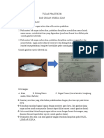 Tugas Praktikum Organ Indera