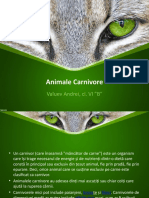 Animale Carnivore