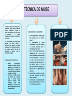 Tecnica de Muse - Mapa