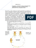 Práctica 4. Manipulación de Drosophila