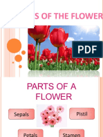 Parts of a Flower Explained