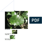 Hydrangea Arborescens