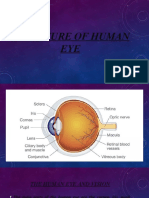 Structure of the Human Eye in 40 Characters