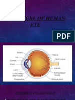 Structure of Human Eye Dipiy
