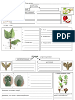 Рабочий лист № 2. Побег. Почки