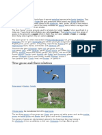 True Geese and Their Relatives: Sample