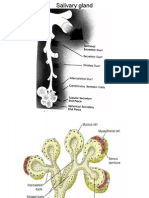 Salivary Gland