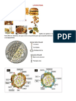 SEMINARIO lipopreteina