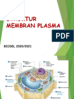 Struktur Membran Plasma