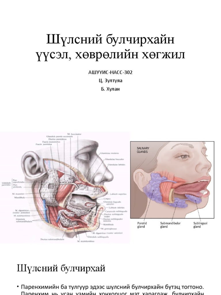 Шүлсний Булчирхайн Үүсэл, Хөврөлийн Хөгжил | PDF