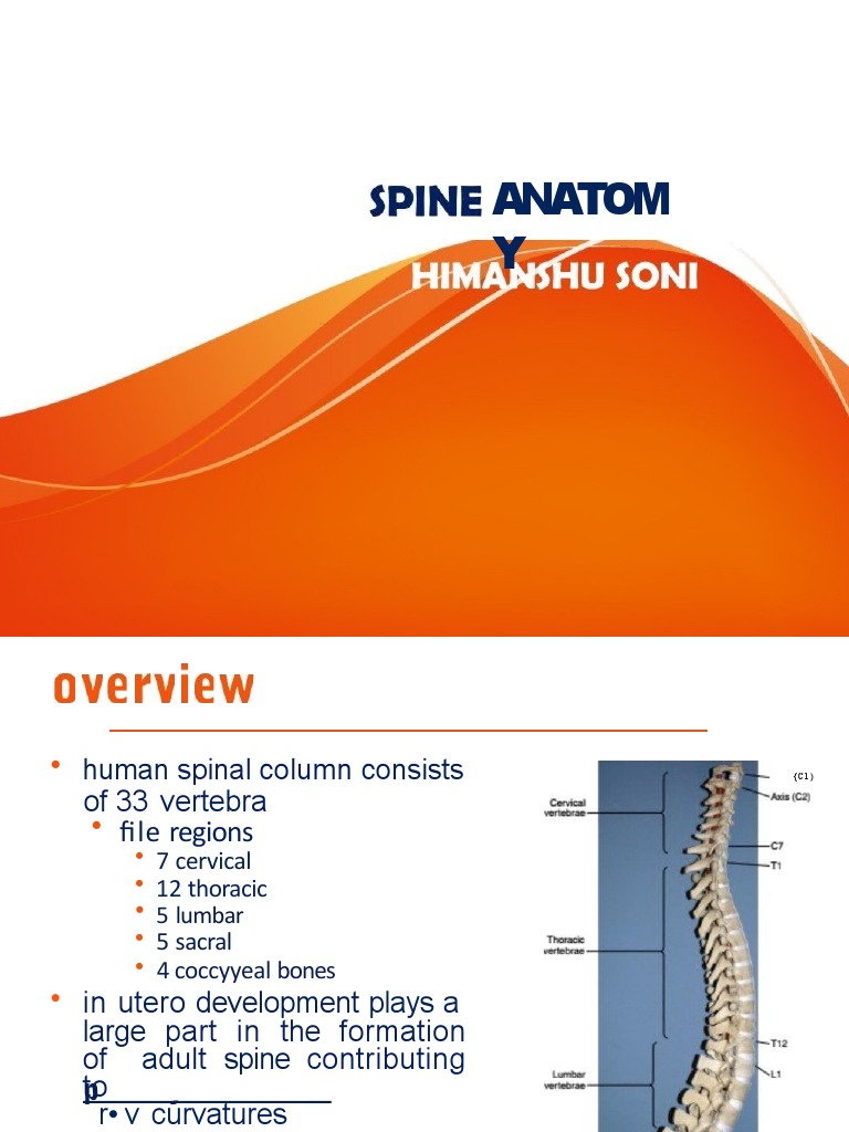 CERVICAL SPINE FUNCTIONAL ANATOMY visual data 2