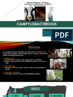 Campylobacterioris Genital Bovina