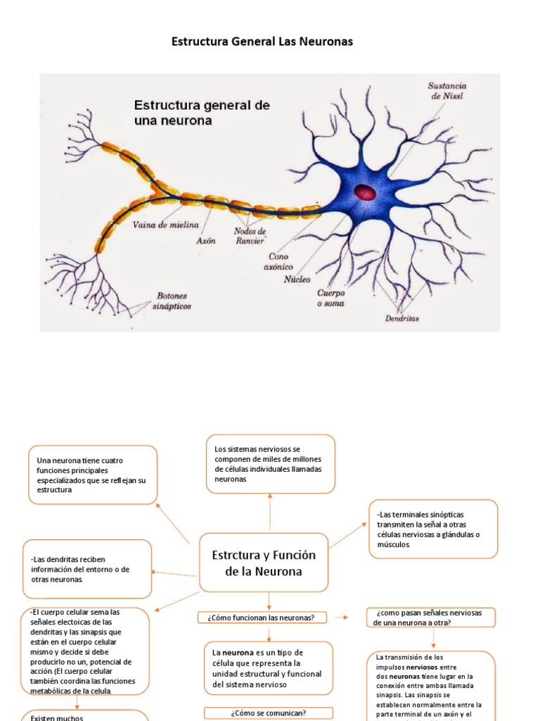 Estructura y Función de las Neuronas | PDF | Neurona | Sinapsis