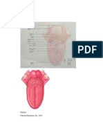 Anatomi lidah