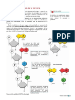 El ADN - p1