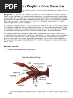 Sean Burke - Online Crayfish Dissection