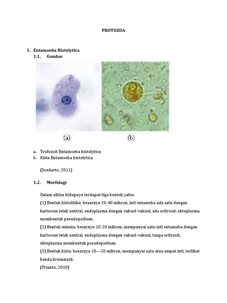 Morfologi dan Siklus Hidup Protozoa Usus | PDF