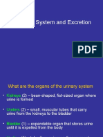 Urinary System and Excretion