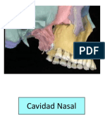 Nueva Cavidad Nasal y Cavida Oral