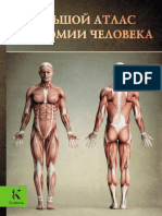 Большой атлас анатомии человека