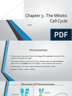 Mitotic Cell Cycle
