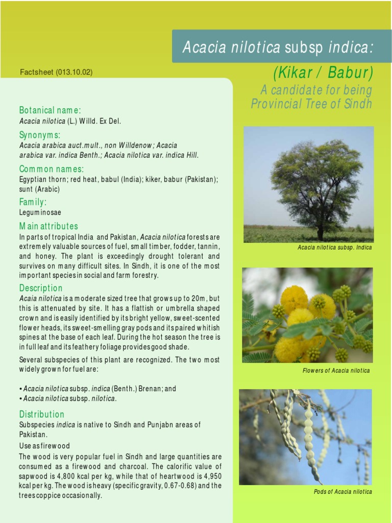 fs_acacia_nilotica Trees Wood