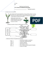 Guía N°3 Partes y Necesidades de Una Planta Ciencias Naturales Tercero Basico